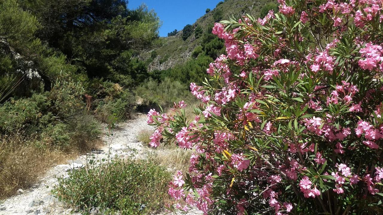 Casa Trigo Villa Cómpeta Buitenkant foto